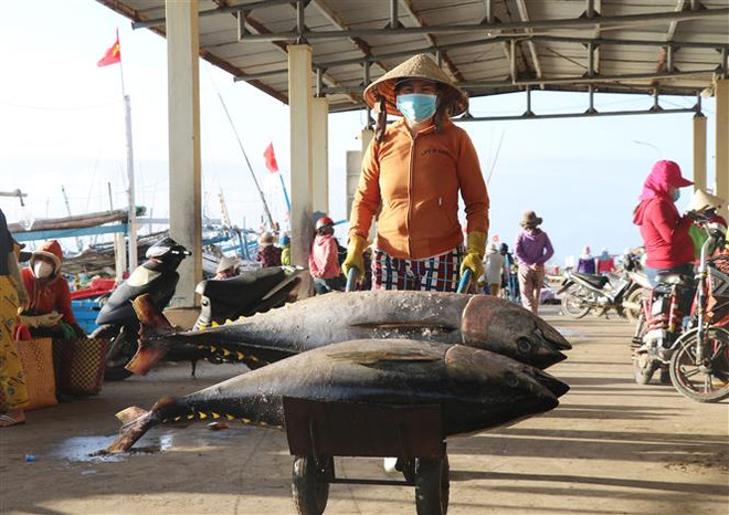 Ngư dân câu cá ngừ đại dương thắng lớn chuyến biển cuối năm ảnh 2