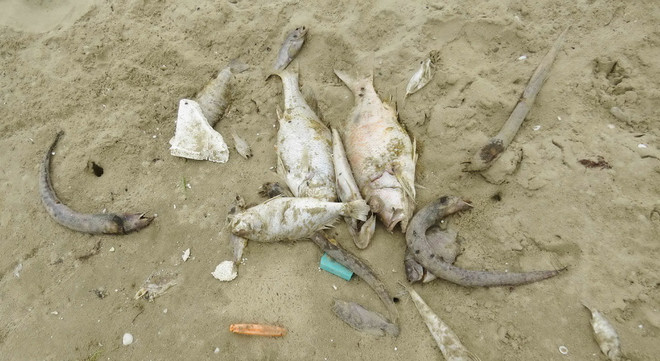 Thừa Thiên-Huế thiệt hại khoảng 135 tỷ đồng vì cá chết bất thường ảnh 1