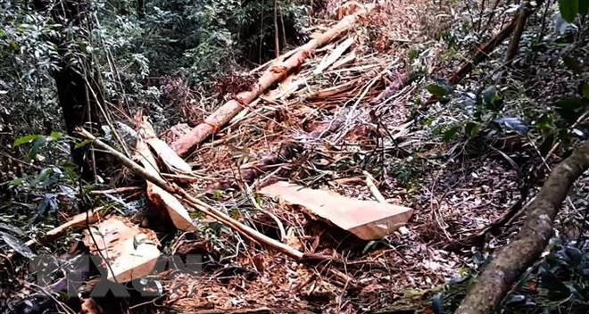 Phó Thủ tướng yêu cầu kiểm tra, ngăn chặn phá rừng tại Lâm Đồng ảnh 1