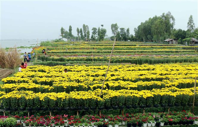 Nhân giống hoa cúc quy mô lớn bằng phương pháp vi thủy canh ảnh 1