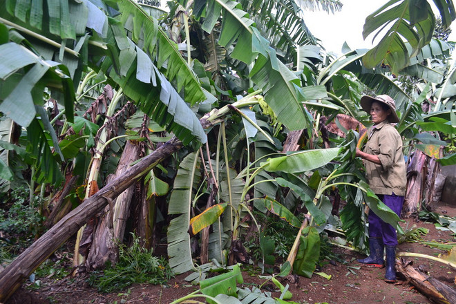 Bão số 4 gây nhiều thiệt hại về tài sản tại các địa phương ảnh 1