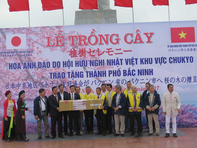 Trồng 100 cây hoa anh đào Nhật Bản tại thành phố Bắc Ninh ảnh 1