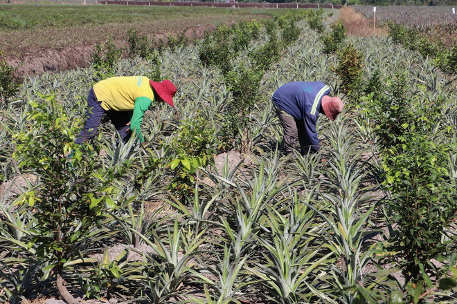 ttxvn_trong dua 3.jpg