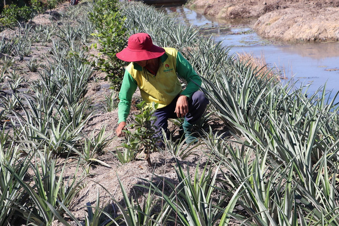 ttxvn_trong dua 2.jpg