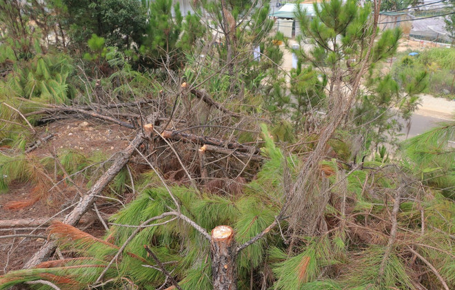 Lâm Đồng: Xử lý nghiêm đối tượng lấn chiếm, phá rừng tại Đức Trọng ảnh 1