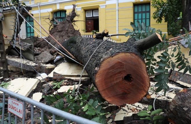 Hà Nội: Cây to bật gốc đè sập tường, chắn ngang phố Hỏa Lò ảnh 2