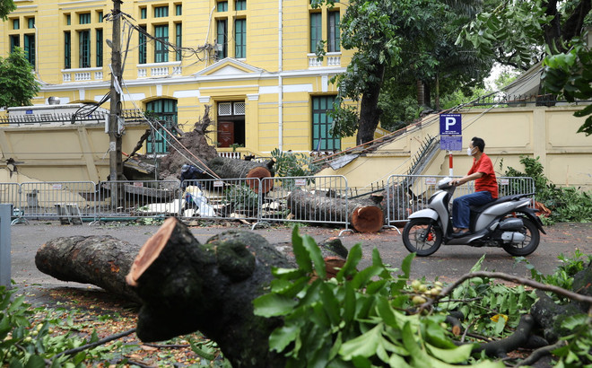 Hà Nội: Cây to bật gốc đè sập tường, chắn ngang phố Hỏa Lò ảnh 3