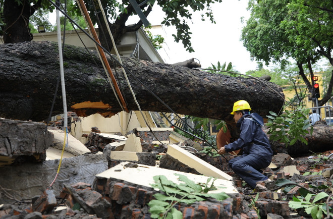 Hà Nội: Cây to bật gốc đè sập tường, chắn ngang phố Hỏa Lò ảnh 1