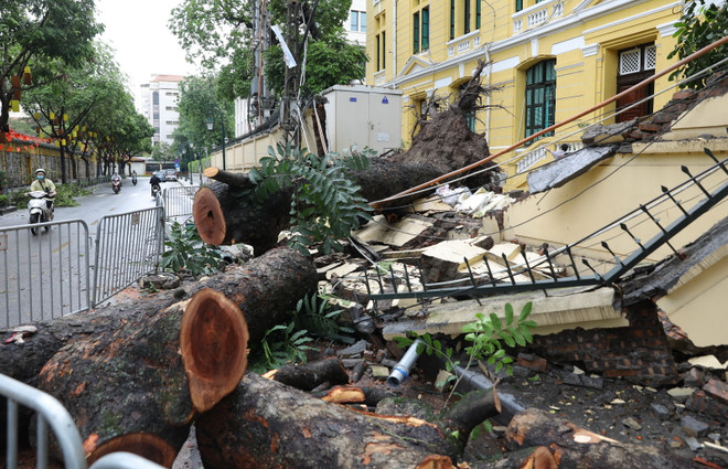 Hà Nội: Cây to bật gốc đè sập tường, chắn ngang phố Hỏa Lò ảnh 5