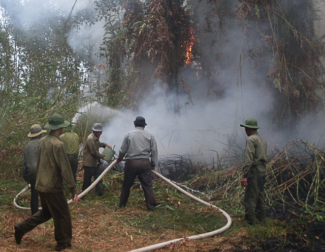 Chống cháy cho nhiều cánh rừng ở Đồng bằng sông Cửu Long ảnh 1