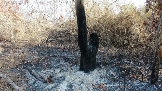 Chống cháy cho nhiều cánh rừng ở Đồng bằng sông Cửu Long ảnh 2