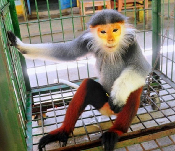 Bàn giao cá thể voọc chà vá chân nâu cho Vườn quốc gia Cúc Phương ảnh 1