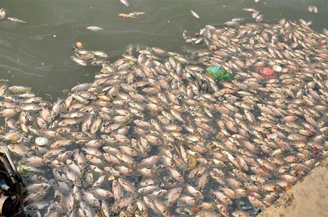 Kênh Nhiêu Lộc-Thị Nghè tái ô nhiễm vì rác thải sau mưa lớn kéo dài ảnh 2