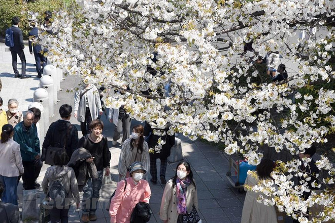 Thương vụ Việt Nam khuyến cáo không mang thực phẩm vào Nhật Bản ảnh 1