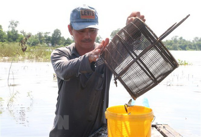 Cách thức mưu sinh bằng nghề 'bà cậu' nơi sông nước miền Tây ảnh 1