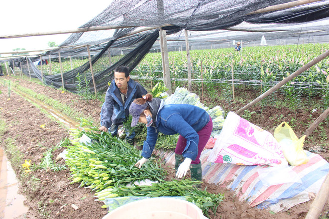 Lại thêm một cái Tết buồn bã của người trồng hoa Tây Tựu ảnh 2