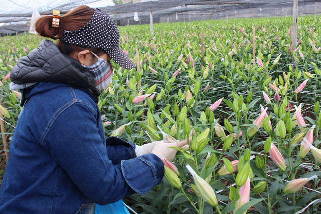 Lại thêm một cái Tết buồn bã của người trồng hoa Tây Tựu ảnh 3