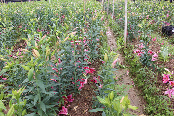 Lại thêm một cái Tết buồn bã của người trồng hoa Tây Tựu ảnh 1