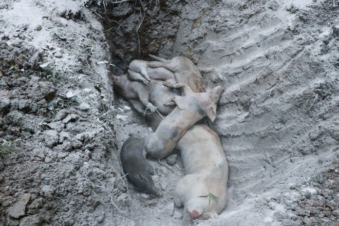 Cấp trữ đông để giảm áp lực tiêu hủy, đảm bảo nguồn thịt lợn cuối năm ảnh 2