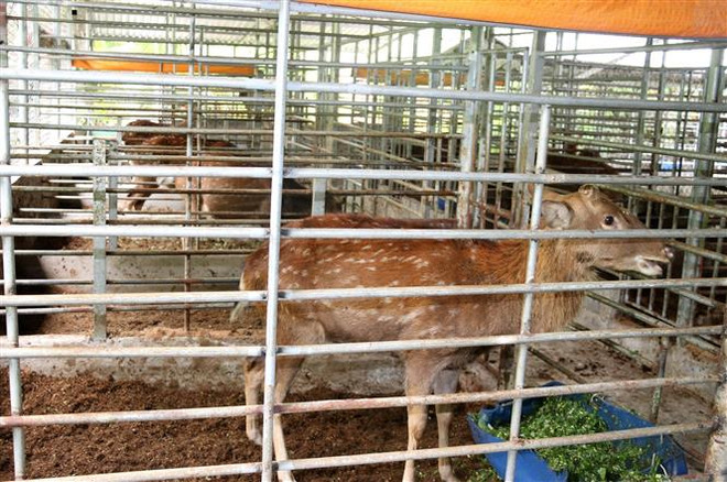 Tiền Giang: Nuôi hươu sao lấy nhung cho thu gần 450 triệu đồng mỗi năm ảnh 2