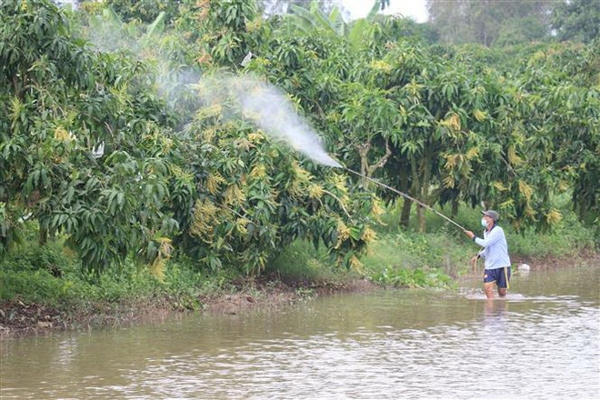 Đồng Tháp nâng cao chất lượng xoài, mở rộng thị trường xuất khẩu ảnh 2