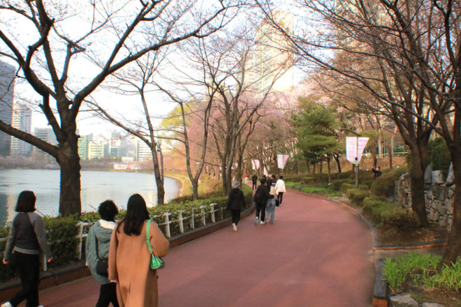 Du khách ngắm hoa anh đào bên hồ Seokchon, quận Songpa, Seoul, Hàn Quốc. (Ảnh: Đức Thắng/TTXVN) ttxvn_hoa anh dao 3.jpg