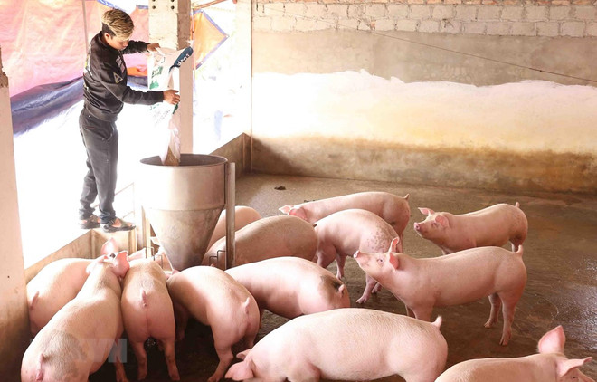 Đồng Tháp công bố hết dịch tả lợn châu Phi sau hơn 9 tháng bùng phát ảnh 1