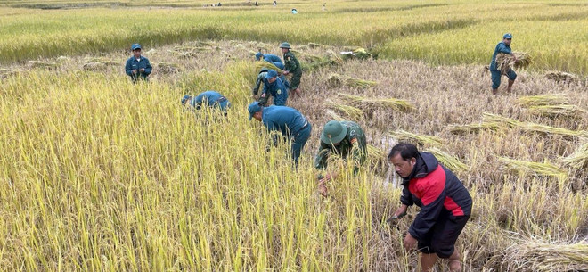 Lực lượng Bộ đội Biên phòng giúp dân gặt lúa phòng chống bão số 6. (Ảnh: TTXVN phát) ttxvn-gat lua.jpg