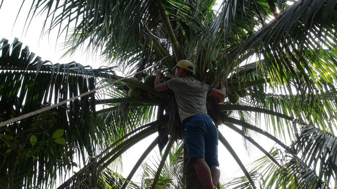 Thực hư thông tin cây dừa xiêm ở Quảng Ngãi bị chết hàng loạt ảnh 1