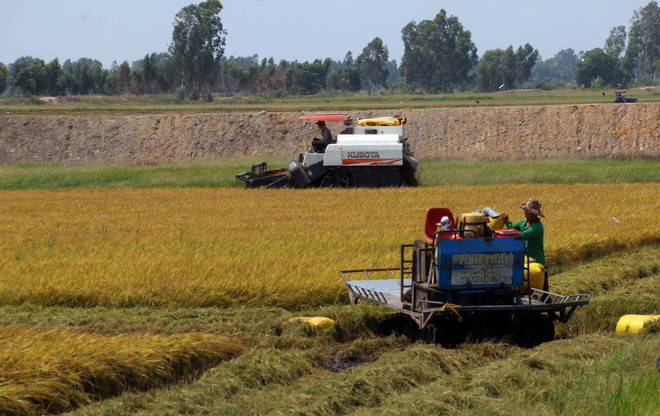 Vì sao giá lúa gạo nội địa tăng cao trong khi xuất khẩu chững lại? ảnh 1