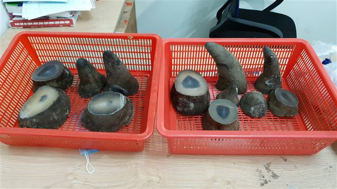 Một vụ buôn lậu sừng tê giác bị phát hiện, thu giữ. (Ảnh: TTXVN phát) Tăng hình phạt đối với trùm buôn lậu sừng tê giác xuyên quốc gia ảnh 1