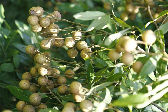 Nhãn mất mùa, nhiều nhà vườn ở Hưng Yên thất thu nặng ảnh 1