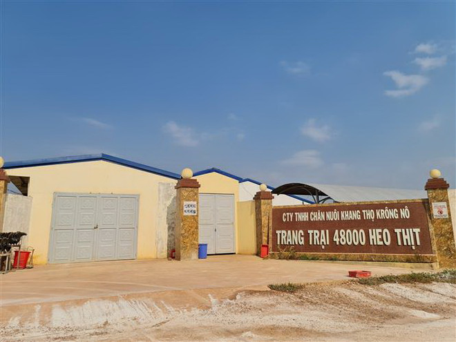 Giấy phép một đằng, doanh nghiệp chăn nuôi lợn thực thi một nẻo ảnh 1