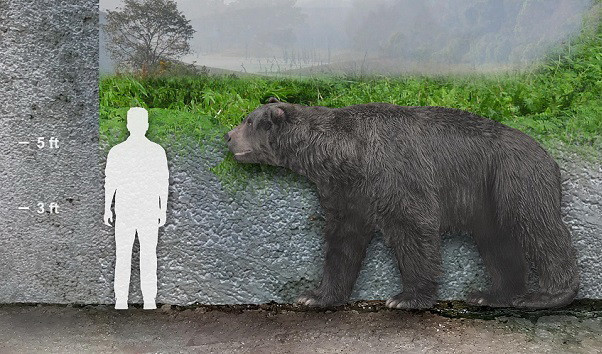 Phát hiện hóa thạch gấu có niên đại 120.000 năm tại Argentina ảnh 1