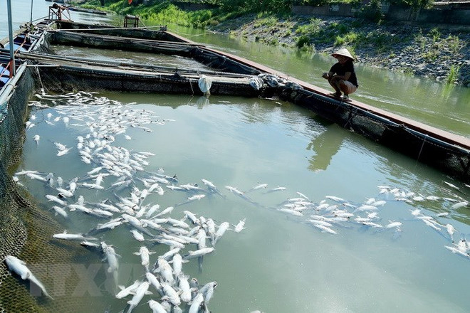 Quảng Nam: Gần 50 lồng bè nuôi cá bị chết trắng chưa rõ nguyên nhân ảnh 1