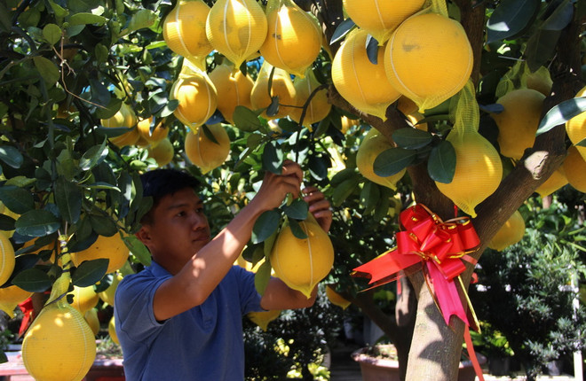 Nhiều loại cây trái độc lạ ra mắt thị trường trong dịp Tết Nguyên đán ảnh 1