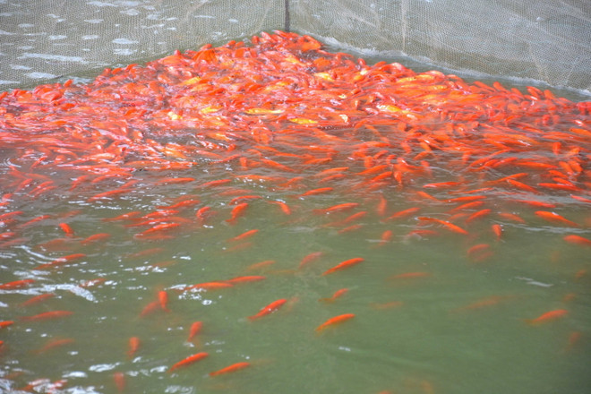 Giá cá chép đỏ tại Nam Định xuống thấp dịp ông Công, ông Táo ảnh 1