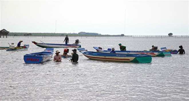 Cà Mau: Khai thác nghêu giống trái phép, tiềm ẩn nguy cơ mất an ninh ảnh 1