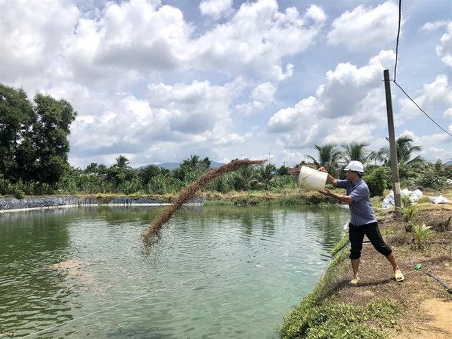 Khởi sắc mô hình kinh tế trang trại ở tỉnh Bà Rịa-Vũng Tàu ảnh 1