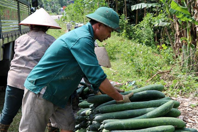 Hòa Bình: Bí xanh chất đống ven đường, giá sụt giảm mạnh ảnh 1