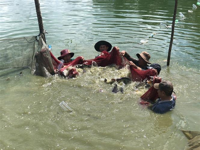 Khởi sắc mô hình kinh tế trang trại ở tỉnh Bà Rịa-Vũng Tàu ảnh 2