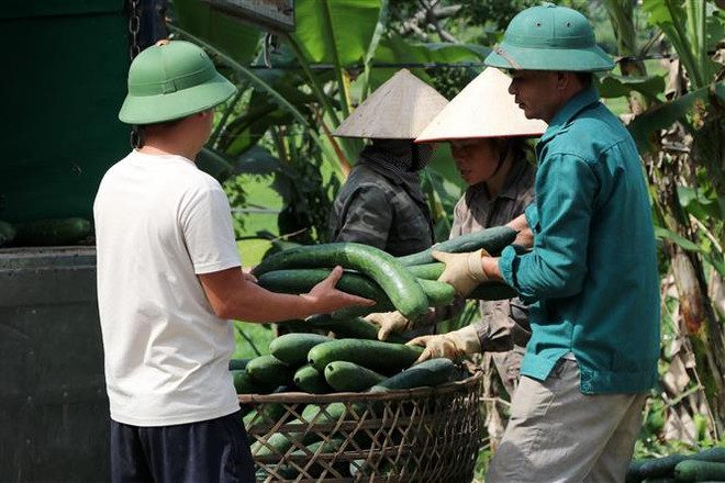 Hòa Bình: Bí xanh chất đống ven đường, giá sụt giảm mạnh ảnh 3