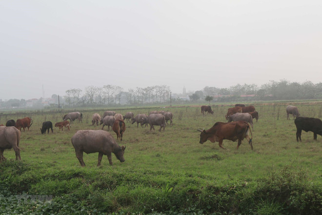 Đồng ruộng tại xã Phú Xuân, huyện Bình Xuyên rộng hàng trăm ha, phần lớn bị bỏ hoang. (Ảnh: Nguyễn Trọng Lịch/TTXVN) Vĩnh Phúc: Bí thư Đảng ủy, Chủ tịch UBND xã Phú Xuân xin từ chức ảnh 1