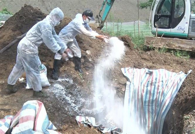 Đồng Nai công bố thêm một huyện có dịch tả lợn châu Phi ảnh 1