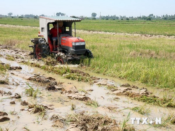 Hàng nghìn hécta lúa Hè Thu có nguy cơ mất trắng do thời tiết ảnh 1