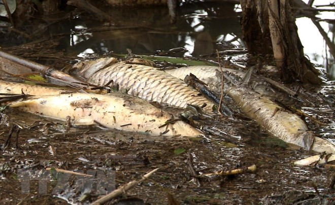 Làm rõ nguyên nhân khiến cá chết trên các sông tại Cà Mau ảnh 1