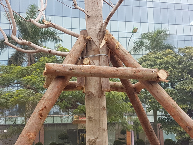 Hà Nội thí điểm trồng 100 cây phong lá đỏ tại ba tuyến phố ảnh 2