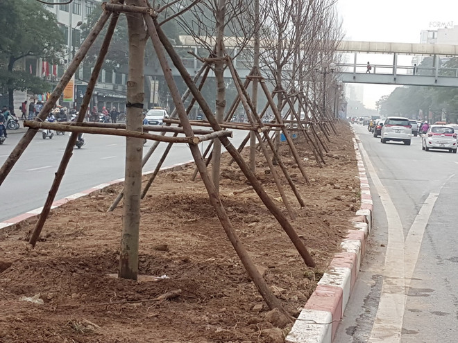 Hà Nội thí điểm trồng 100 cây phong lá đỏ tại ba tuyến phố ảnh 1