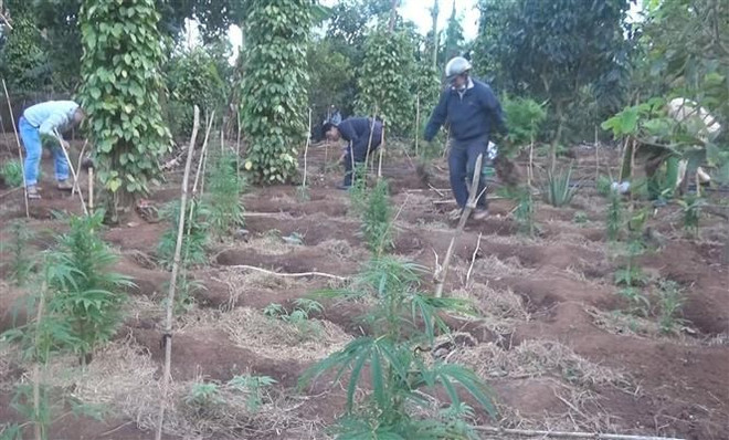 Tình trạng trồng trái phép cây cần sa diễn biến phức tạp tại Đắk Lắk ảnh 1