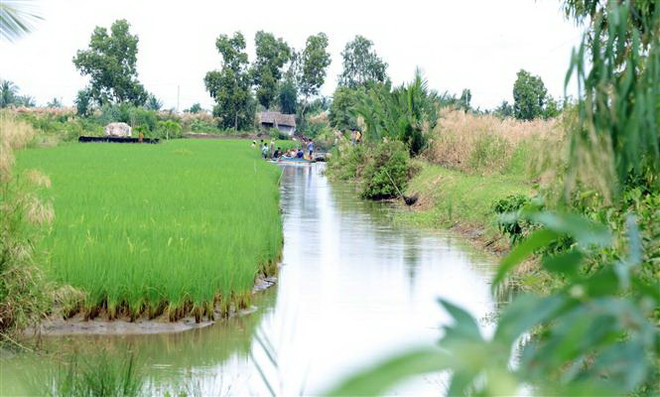 Cà Mau: Trúng mùa, được giá tôm càng xanh nuôi trên đất lúa ảnh 1